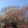 １．２８．（土・快晴）武蔵野公園、長崎事件。アパ問題ーおかしな中国人のイチャモン。