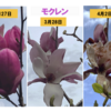 モクレンの花芽 11　【まとめ】