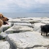 【千葉・幕張】幕張の海は実は穴場！愛犬とゆったり海辺散歩＆買い物☆幕張の浜、検見川の浜、イオンモール幕張新都心、三井アウトレット幕張