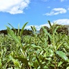 庭作業、秋番茶、お茶コミュニティ立ち上げ。いつの間にかもう今年も終わりが近づいてきました。