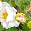 酔芙蓉（９～１０月）