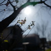 久しぶりの花です。