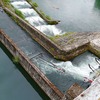 いまさら2023年5月！高知県に沈下橋を見に行くぞ☆ツアートラベル旅行記（２日目＠その１）：早朝からチン活（沈下橋活動）し、高知市内に戻りて日曜市でいろいろ買い物をするなど