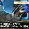 ハモの水揚げ　　熊本県天草市倉岳町