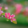 雨あがりのカリンの花