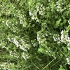 タイムの花がたくさん咲きました。