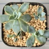 今日の多肉事…　そろそろ植え替えていこう