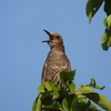 一生懸命に鳴く鳥