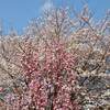 花の名所 兵庫県立公園あわじ花さじき ストック 見頃時期は？