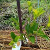 田圃に定植した柑橘類