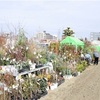 「春の植木市」２月１日開幕　熊本市の白川河川敷