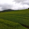 一番茶最大の反省点