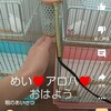 めい❤️アロハ❤️おはよう