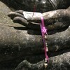 タイ旅行記(5)：スコータイの遺跡群 その3