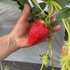 年始のいちご狩り
