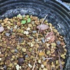 原種サザンカのタネ　ついに発芽　！！