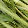 春のネピアグラスは産毛が刺さりまくって辛い、一応植え方も説明