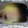 魚取りレポート2006     10.ナメラ