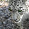 Snow Leopardに移行したら何も変わらなかった