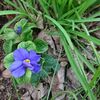 「プリムラ・ポリアンサ　と　プリムラ・ジュリアン　はて？」 - Primula juliana