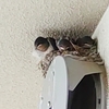 職場の小さな癒しと我が家の空き部屋