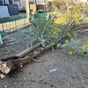 3月27日朝、木が倒れてた！