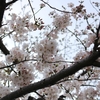 2019年4月　明石公園　桜　その1