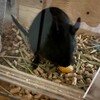 くろごまあん二世 144日目