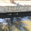 見沼代親水公園に行ってみた