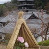 當麻寺奥院の冬ボタン２０２４年（～１月前半）