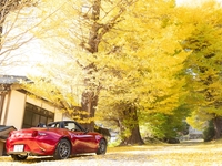 浄福寺の銀杏はちょうど今が見頃