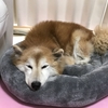 11/26 お母ちゃんが元気になって来た…かも？(・∀・)