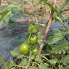 トマトの植え方（裏技）