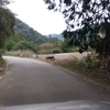明るい時間からイノシシに遭遇