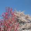 山口県でダブルレインボー 虹が出現？