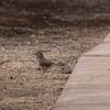 サボテンミソサザイ(Cactus Wren)