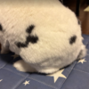 【うさぎ】爪が折れてしまった話【事件】