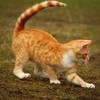 尻尾の動きでわかる猫の気持ちについて解説！