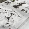 初雪と、冬に向けてつくる野菜の冷凍ストック🥬