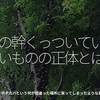 1442食目「樹の幹くっついている丸いものの正体とは？」ジャボチカバという何か間違った場所に実ってしまったような果物。
