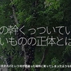 1442食目「樹の幹くっついている丸いものの正体とは？」ジャボチカバという何か間違った場所に実ってしまったような果物。