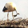 コウノトリ：親鳥がひな１羽を巣外に遺棄　兵庫・豊岡