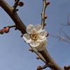 梅・桜　群馬県　2021年3月