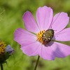 コスモスの花（？）に小さなお客様♪♪