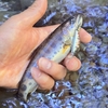 「もののふ35S」って実際どう？｜ありんこの渓流日和57話