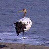 タンチョウヅル琴浦海岸に飛来　幼鳥、渡り途中迷う？ （鳥取県）