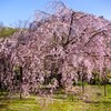 2026年4月11日（土）　ふたたび桜の園へ