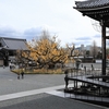 京都「西本願寺」大銀杏