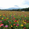 天国みたいな花畑と富士山