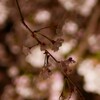 宵の八重桜さんぽ